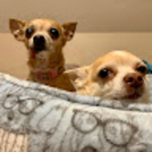 Meet your Posher, Annie